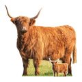 SC4955 Young Highland Cow in Meadow Cardboard Cutout Height 93cm