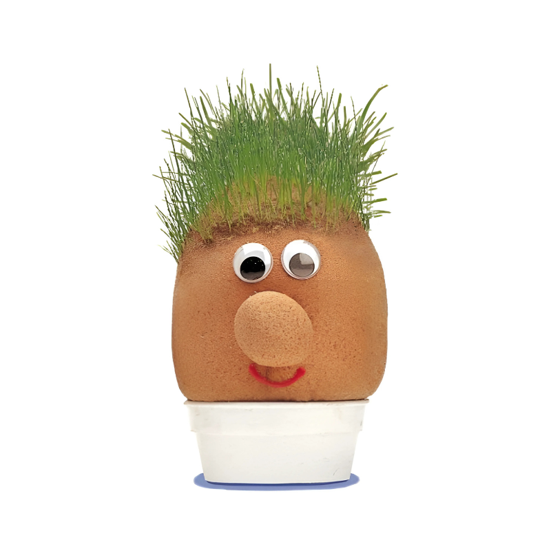 Mr Grass Head - Educational Science Kit – product image 2